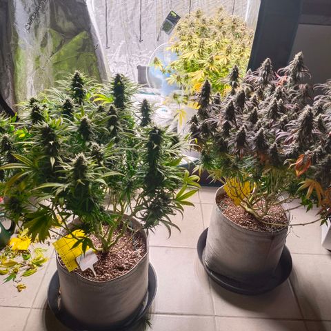 Special Skunk - Bulk seed bank growlog timeline photo