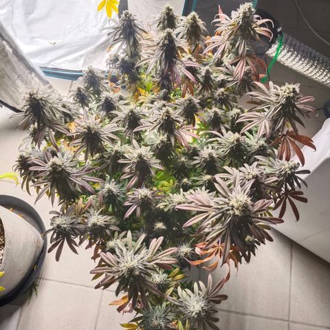 Bruce Banner #5 growlog timeline photo