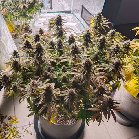 Mimosa x Orange Punch #1 growlog timeline photo