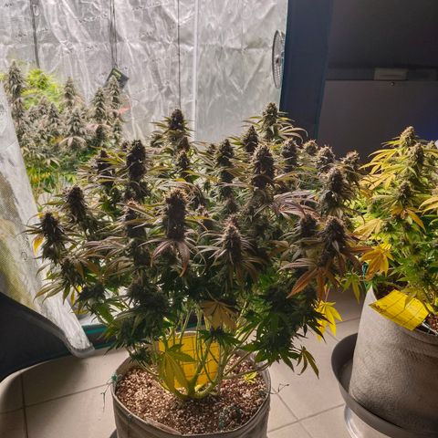 Mimosa x Orange Punch #1 growlog timeline photo
