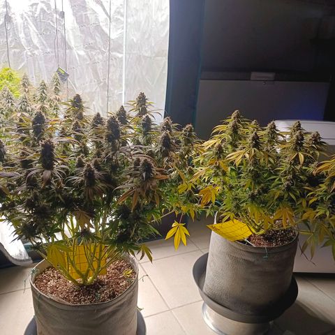Mimosa x Orange Punch #1 growlog timeline photo