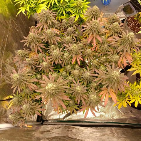Bruce Banner #5 growlog timeline photo