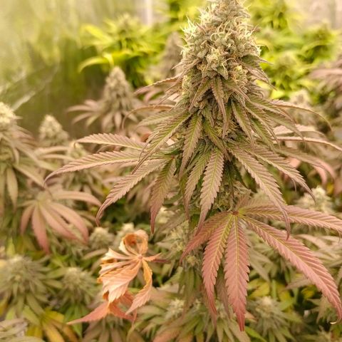Bruce Banner #5 growlog timeline photo