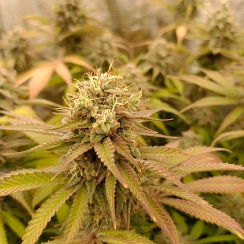 Mimosa x Orange Punch #1 growlog timeline photo