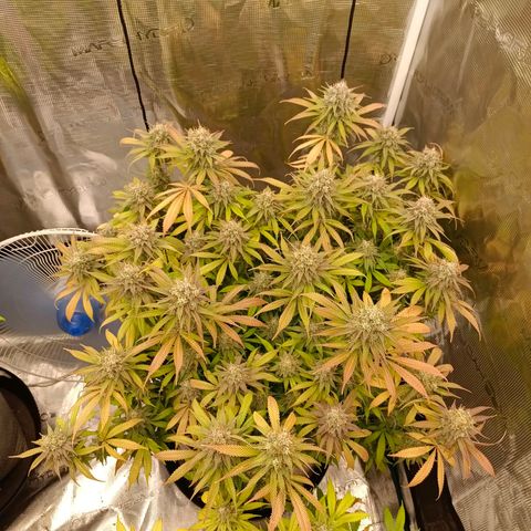 Mimosa x Orange Punch #1 growlog timeline photo