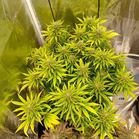 Special Skunk - Bulk seed bank growlog timeline photo