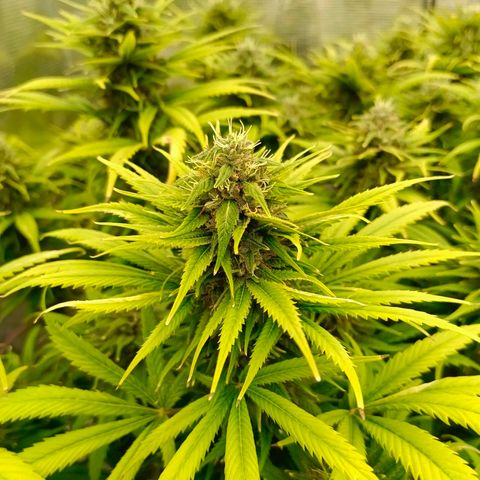 Special Skunk - Bulk seed bank growlog timeline photo