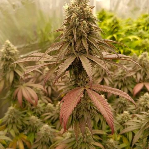 Bruce Banner #5 growlog timeline photo