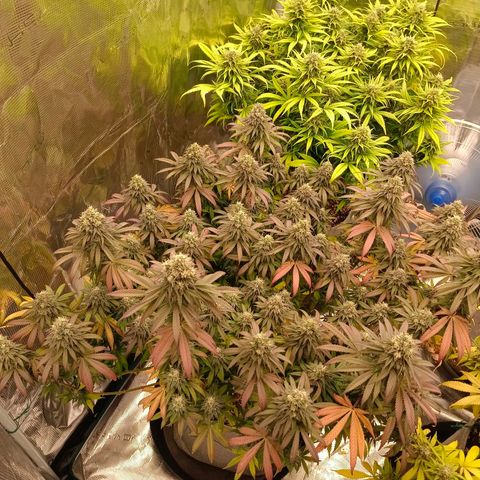 Bruce Banner #5 growlog timeline photo