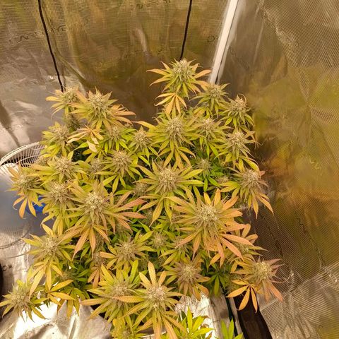 Mimosa x Orange Punch #1 growlog timeline photo
