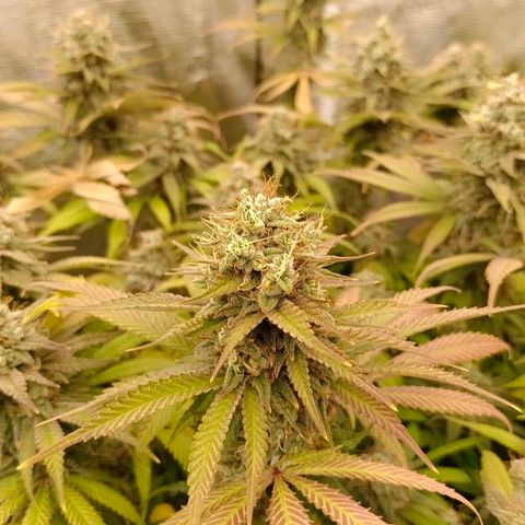 Mimosa x Orange Punch #1 growlog timeline photo