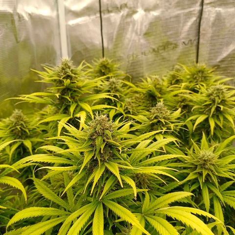 Special Skunk - Bulk seed bank growlog timeline photo
