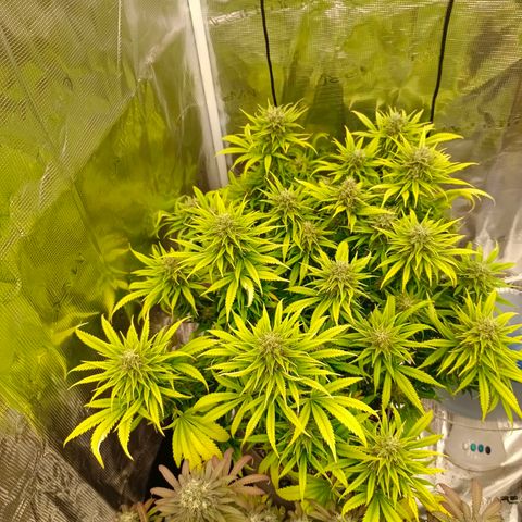 Special Skunk - Bulk seed bank growlog timeline photo