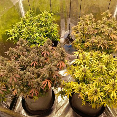 Bruce Banner #5 growlog timeline photo