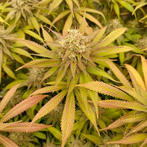 Mimosa x Orange Punch #1 growlog timeline photo