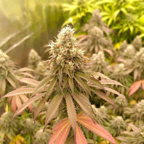 Bruce Banner #5 growlog timeline photo