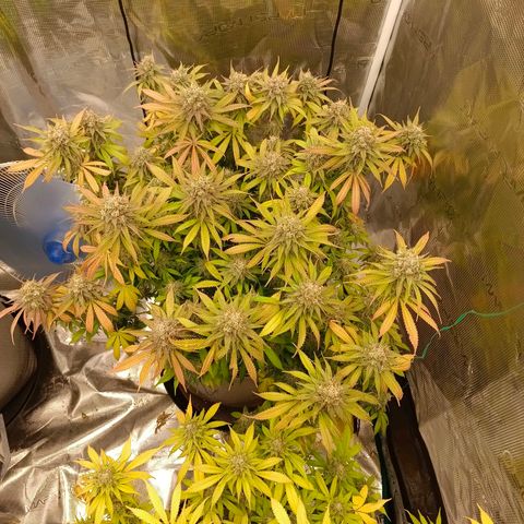 Mimosa x Orange Punch #1 growlog timeline photo