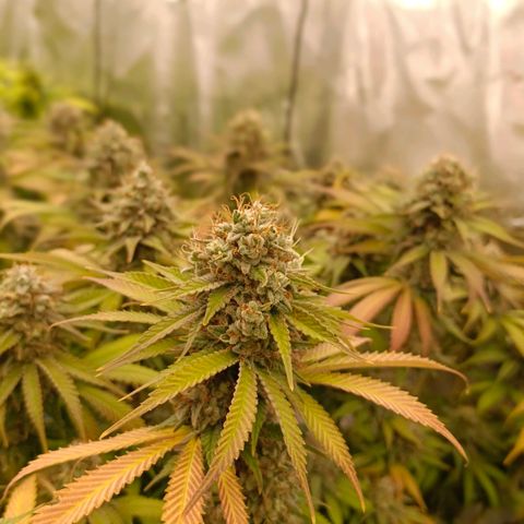 Mimosa x Orange Punch #1 growlog timeline photo