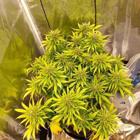 Special Skunk - Bulk seed bank growlog timeline photo