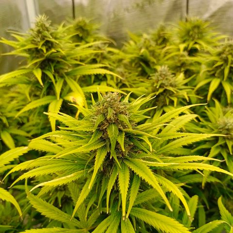 Special Skunk - Bulk seed bank growlog timeline photo