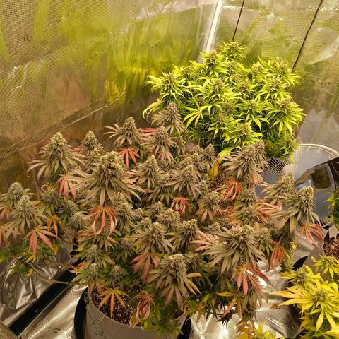 Bruce Banner #5 growlog timeline photo