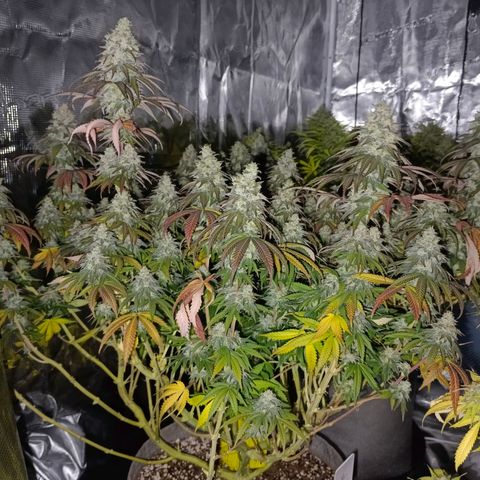 Bruce Banner #5 growlog timeline photo