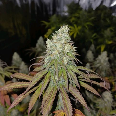 Bruce Banner #5 growlog timeline photo