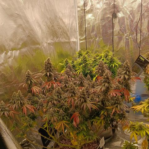 Bruce Banner #5 growlog timeline photo