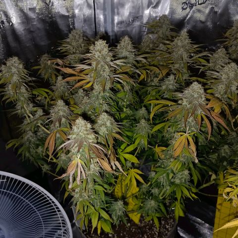 Mimosa x Orange Punch #1 growlog timeline photo