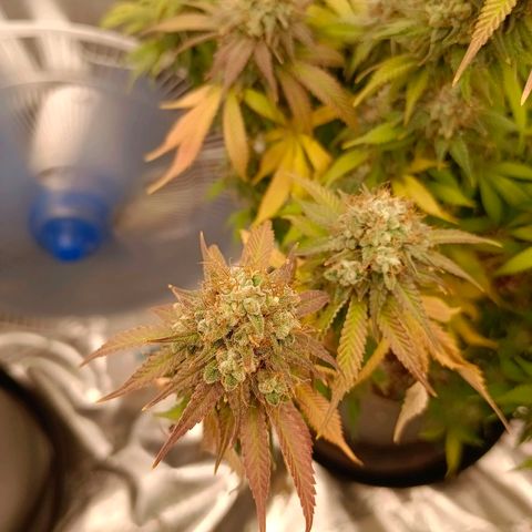 Mimosa x Orange Punch #1 growlog timeline photo