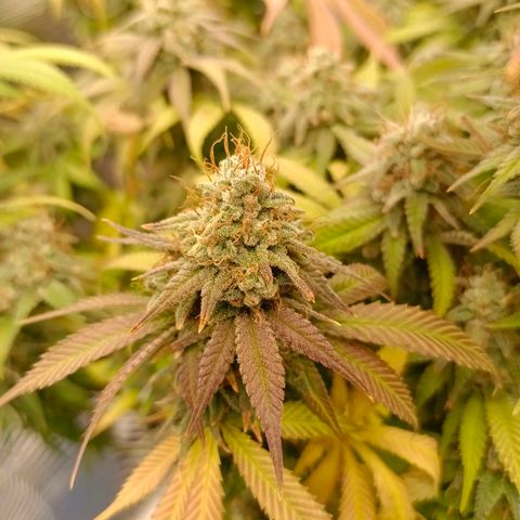 Mimosa x Orange Punch #1 growlog timeline photo