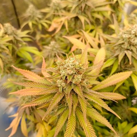 Mimosa x Orange Punch #1 growlog timeline photo