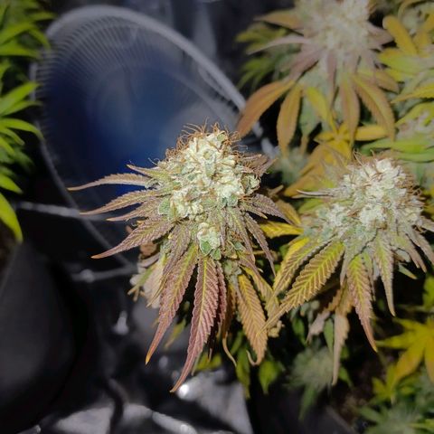 Mimosa x Orange Punch #1 growlog timeline photo