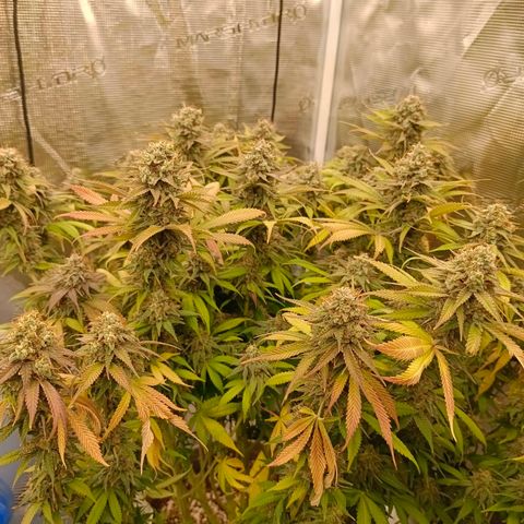 Mimosa x Orange Punch #1 growlog timeline photo