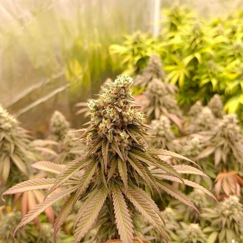 Bruce Banner #5 growlog timeline photo