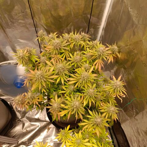 Mimosa x Orange Punch #1 growlog timeline photo