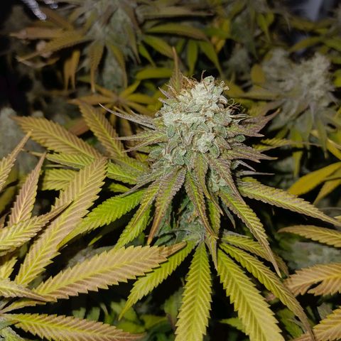 Mimosa x Orange Punch #1 growlog timeline photo