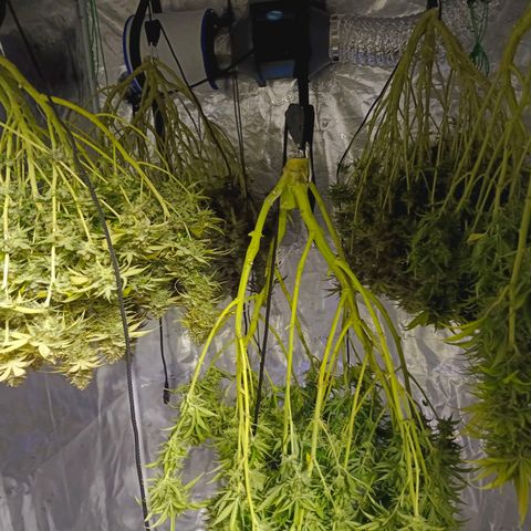 Bruce Banner #5 growlog timeline photo