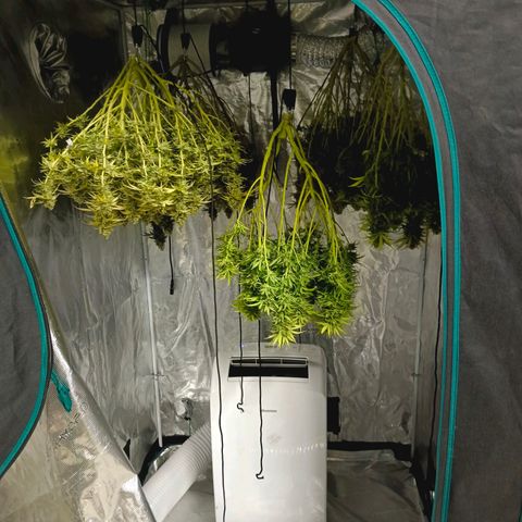 Bruce Banner #5 growlog timeline photo