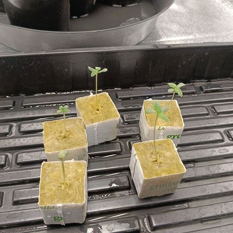 GRC X BBC F2 growlog timeline photo