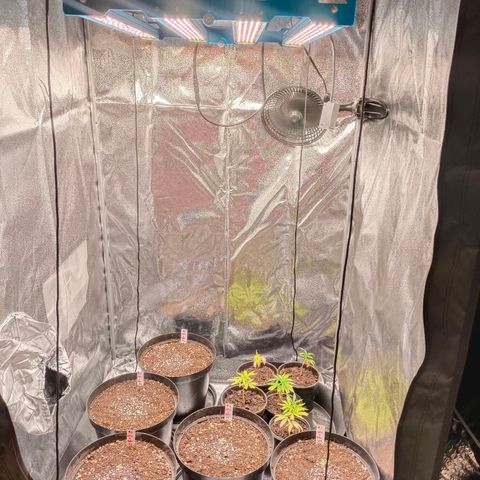 GRC X BBC F2 growlog timeline photo