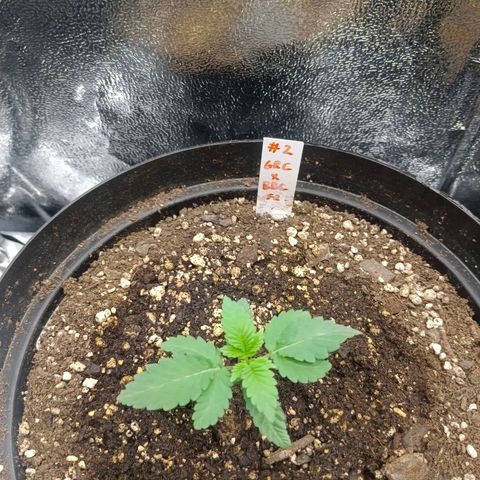 GRC X BBC F2 growlog timeline photo