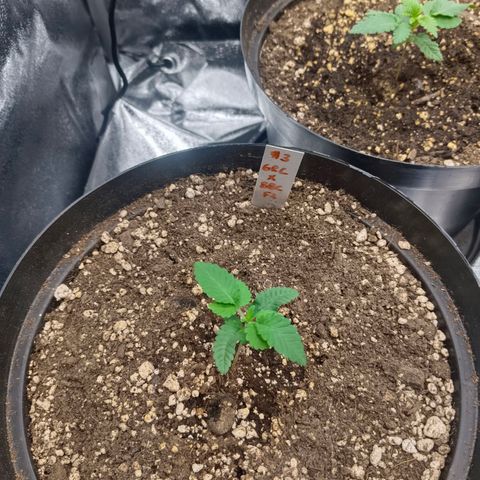 GRC X BBC F2 growlog timeline photo