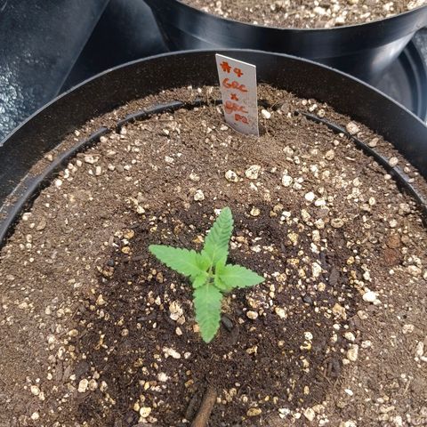 GRC X BBC F2 growlog timeline photo