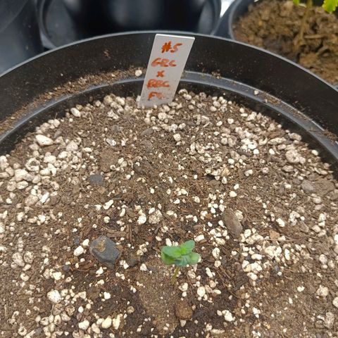 GRC X BBC F2 growlog timeline photo