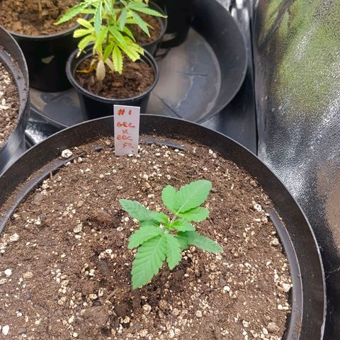 GRC X BBC F2 growlog timeline photo