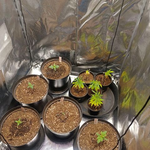 GRC X BBC F2 growlog timeline photo