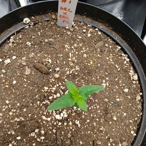 GRC X BBC F2 growlog timeline photo