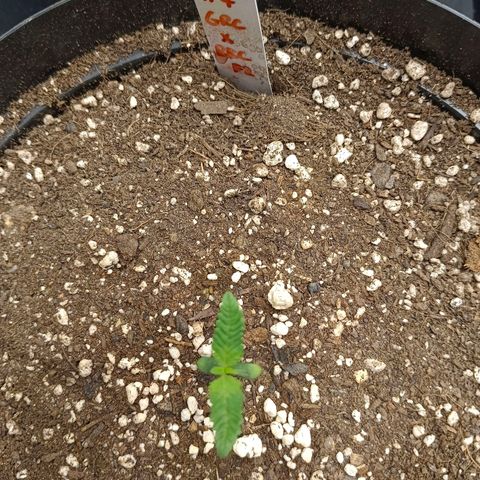 GRC X BBC F2 growlog timeline photo