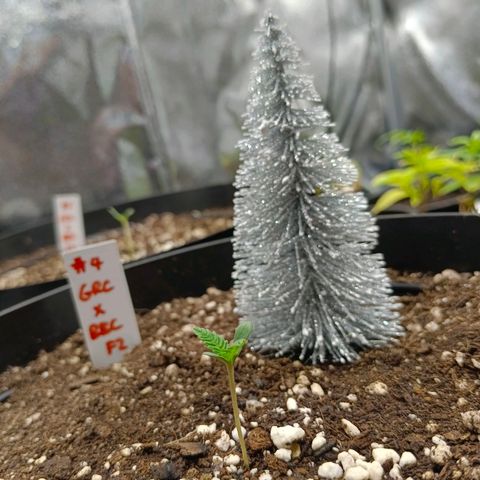 GRC X BBC F2 growlog timeline photo